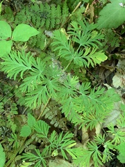 Dicentra canadensis