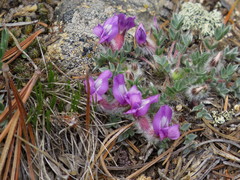 Oxytropis multiceps