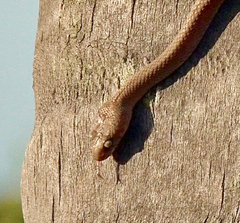 Lycodryas cococola cococola