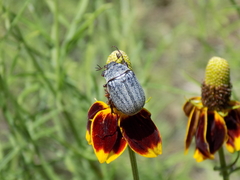 Phyllophaga lanceolata