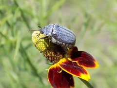 Phyllophaga lanceolata