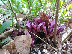 Lathraea clandestina