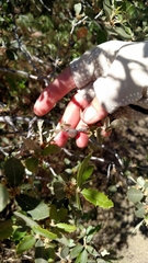 Quercus cornelius-mulleri