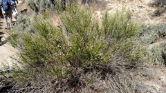 Baccharis sergiloides