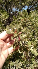 Quercus cornelius-mulleri