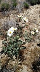 Argemone munita