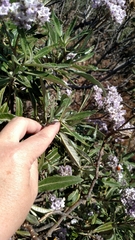 Eriodictyon trichocalyx lanatum