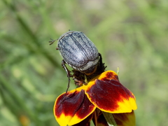 Phyllophaga lanceolata