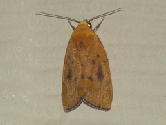 Earias luteolaria