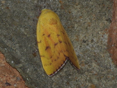 Earias luteolaria