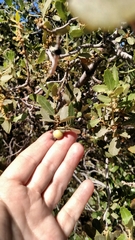 Quercus cornelius-mulleri