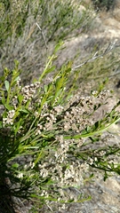 Baccharis sergiloides