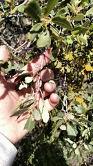 Quercus cornelius-mulleri