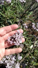 Eriodictyon trichocalyx lanatum