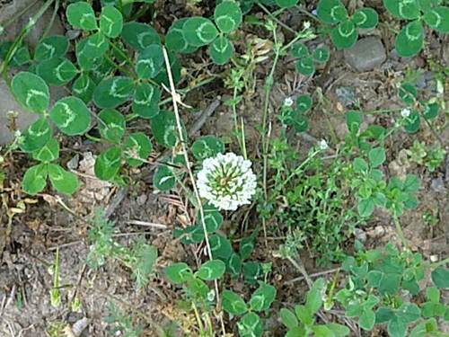 photo of White Clover (Trifolium repens)