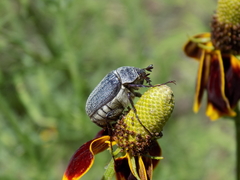 Phyllophaga lanceolata