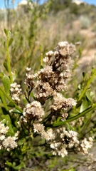 Baccharis sergiloides