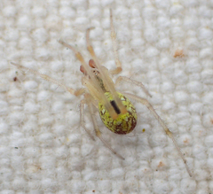 Theridion californicum