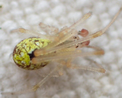Theridion californicum