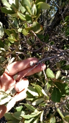 Quercus cornelius-mulleri