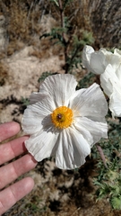 Argemone munita