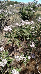 Eriodictyon trichocalyx lanatum