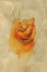 Theridion californicum