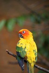Aratinga solstitialis