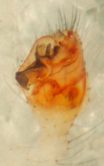 Theridion californicum