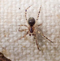 Theridion agrifoliae