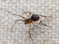 Theridion agrifoliae