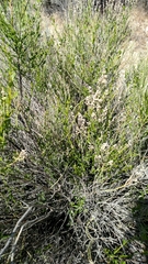 Baccharis sergiloides