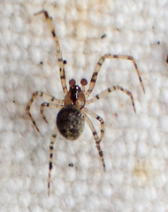 Theridion agrifoliae
