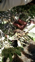 Quercus cornelius-mulleri