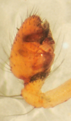 Theridion agrifoliae