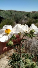 Argemone munita
