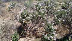 Eriodictyon trichocalyx lanatum