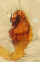 Theridion agrifoliae