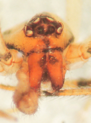 Theridion agrifoliae