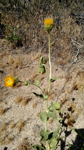 Image of Geraea viscida by no rights reserved