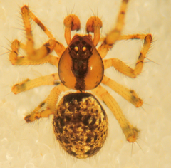 Theridion agrifoliae