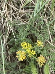 Lomatium foeniculaceum foeniculaceum