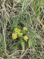 Lomatium foeniculaceum foeniculaceum
