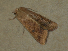 Helicoverpa assulta
