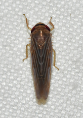 Chlorotettix necopinus