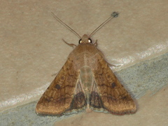 Helicoverpa assulta