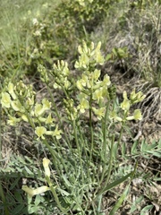 Oxytropis sericea speciosa
