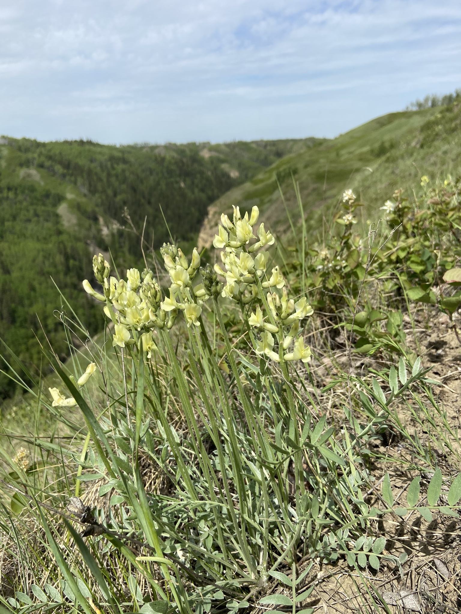 Oxytropis sericea var. speciosa