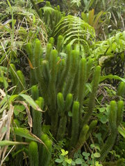 Phlegmariurus sieberianus