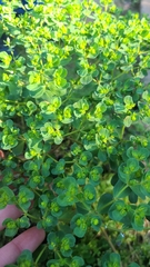 Helioscopia